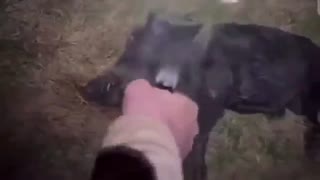 NO HAWGZ