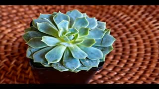 Purple and ronan - Future blue