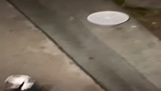 5424231
