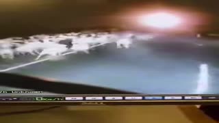 Trucker hits sheep